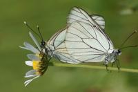 Aporia crataegi