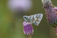 Pyrgus armoricanus