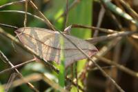 Timandra comae