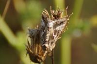 Autographa gamma
