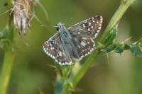 Pyrgus armoricanus