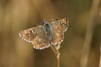 Pyrgus armoricanus