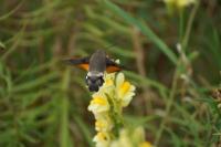 Macroglossum stellatarum