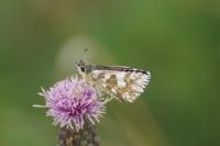 Pyrgus armoricanus