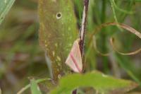 Rhodometra sacraria