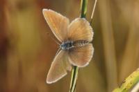 Cyaniris semiargus