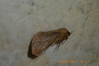 Triodia sylvina