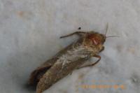 Triodia sylvina