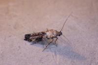 Epermenia chaerophyllella