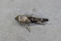 Epermenia chaerophyllella