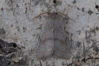 Orthosia populeti