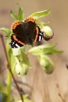 Vanessa atalanta