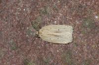 Agonopterix pallorella