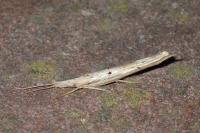 Ypsolopha mucronella