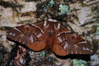 Endromis versicolora