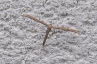 Emmelina monodactyla