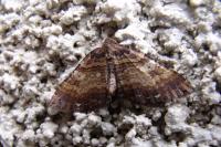 Earophila badiata