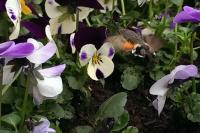 Macroglossum stellatarum