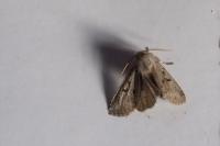 Orthosia gothica