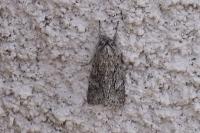 Xylocampa areola