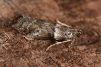 Acrobasis consociella