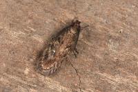 Depressaria albipunctella