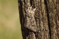Xylocampa areola