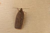 Agonopterix scopariella