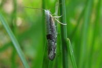 Argyresthia spinosella