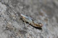 Argyresthia bonnetella