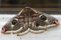 Saturnia pavonia