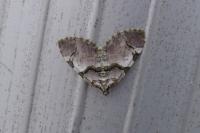 Anticlea derivata