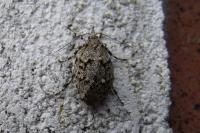 Diurnea fagella