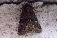Valeria jaspidea