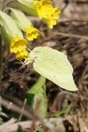 Gonepteryx rhamni