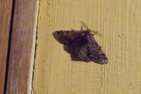 Lycia hirtaria