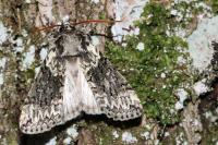 Polyploca ridens