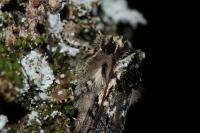 Polyploca ridens