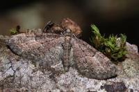 Eupithecia abbreviata