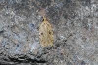 Agonopterix arenella