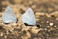 Celastrina argiolus