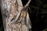 Pheosia tremula
