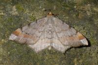 Macaria liturata