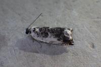 Ancylis laetana