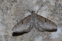 Eupithecia indigata