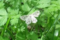 Chiasmia clathrata