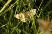 Chiasmia clathrata