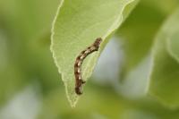 Erannis defoliaria