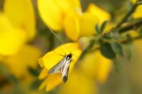 Adela reaumurella
