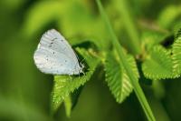 Celastrina argiolus